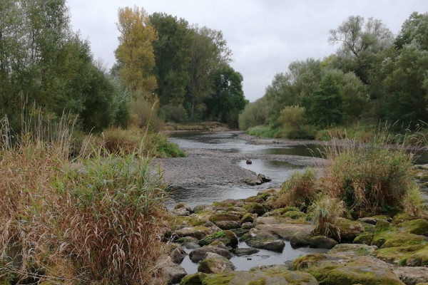 Die Ederauen - Alles Im Fluss?