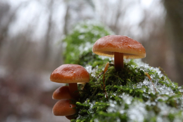 Pilze Im Winter - Geheimnisvolle Kräfte Der Natur